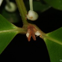 Calophyllum acidus Kosterm.